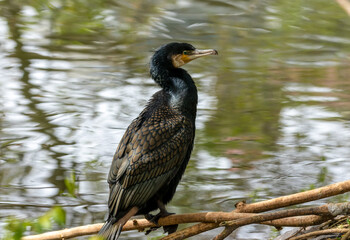 Cormorant perched on the side of water with lovely bright natural reflection 