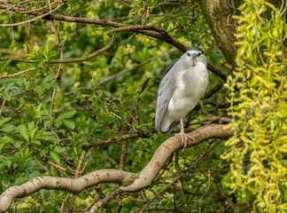 Black-crowned night heron perched on a large tree branch in the sunshine