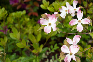 ピンクの花水木