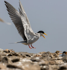 black headed gull