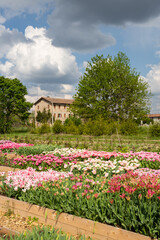 Obraz premium Paesaggio di campagna con campi di tulipani in fioritura in formato verticale