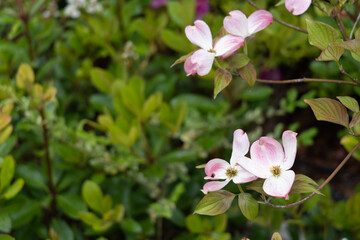 Fototapeta na wymiar ピンクの花水木