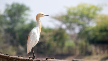 Cattle Egret (Babulcus Ibis)