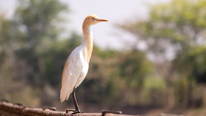 Cattle Egret (Babulcus Ibis)