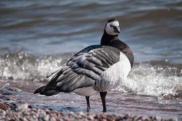 Barnacle Goose, a migratory waterbird species that breeds in the Arctic and winters in coastal regions of Europe captured in Finland, gazing at the camera from behind while standing by the sea. 