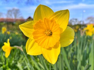 Obraz premium Flowers in the garden under spring as the background