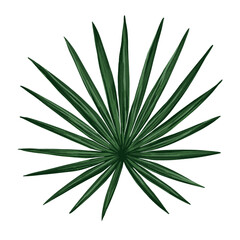 Tropical vector jungle palm leaf. Realistic hand drawn illustration. Isolated on white.