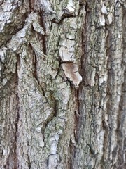 A close-up of the beauty of tree bark. Organic Textures. Close-up of tree bark for your design needs
