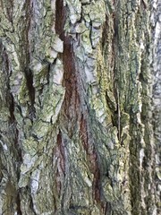A close-up of the beauty of tree bark. Organic Textures. Close-up of tree bark for your design needs