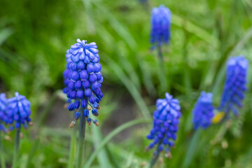 Muscari flowers, Muscari armeniacum, Grape Hyacinths spring flowers blooming in april and may.