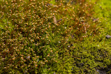 Beautiful green moss on the floor, moss closeup, macro. Beautiful background of moss for wallpaper.