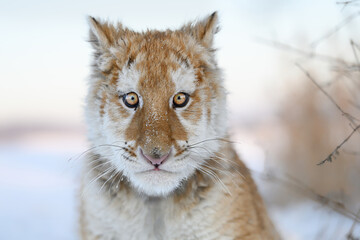 An interestingly colored tiger in a small private zoo.