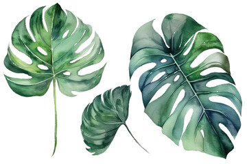 set Watercolor monstera leaves on white background, isolated . AI Generative AI