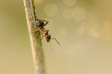 An ant climbs up and down a blade of grass next to an anthill.