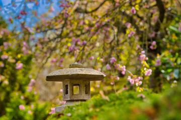 Frühling Kirschblüte Japanischer Garten