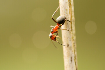 An ant climbs up and down a blade of grass next to an anthill.