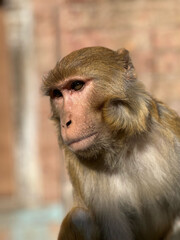 Close up Of a Monkey