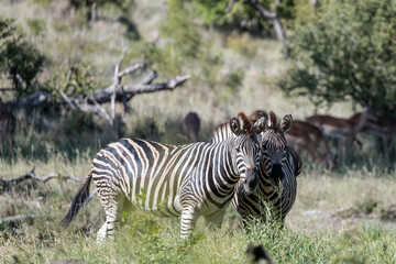 couple of zebras in tall grass at Kruger park wild countryside, South Africa