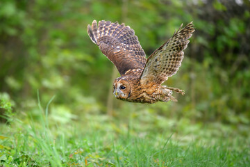 The barn owl flies through the forest and hunts.