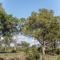 landscape with trees in shrubland at Kruger park, South Africa