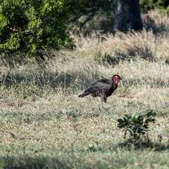 Southern Ground Hornbill in grass of shrubland at Kruger park, South Africa