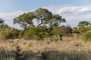 landscape with path in grass and  big Acacia tree in shrubland at Kruger park, South Africa