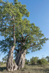 tall Baobab tree in shrubland at Kruger park, South Africa