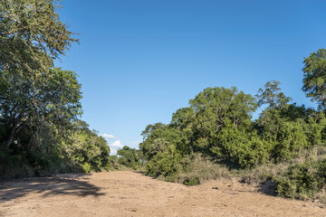 Fototapeta na wymiar landscape with green trees on shores of dry riverbed in shrubland at Kruger park, South Africa