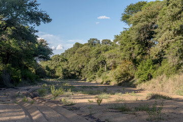 landscape with dry riverbed and lush vegetation on river green shores in shrubland at Kruger park, South Africa