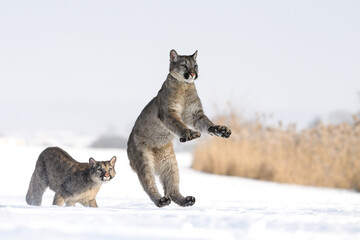 Cougars running around in snowy pasture.