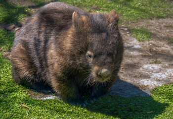 Fototapeta premium Common Wombat (Vombatus ursinus), Phillip Island, south-southeast of Melbourne, Victoria, Australia