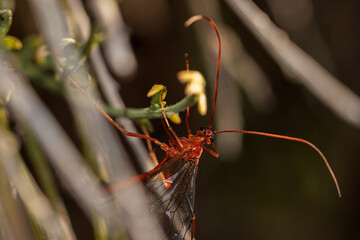 Red wasp in its natural environment.