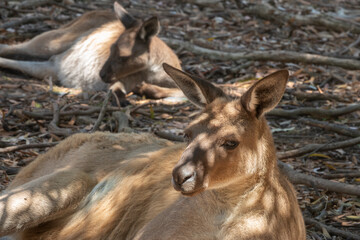 Red kangaroo (Osphranter rufus) the largest kangaroo species, found across mainland Australia