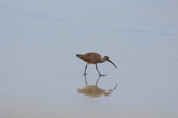 Southern California Shorebird