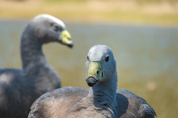 Cape Barren goose (Cereopsis novaehollandiae) resident in southern Australia