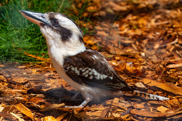 Laughing kookaburra (Dacelo novaeguineae) native to eastern mainland Australia