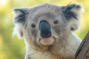 Encounter with a Koala (Phascolarctos cinereus) on a eucalyptus tree, Phillip Island,...