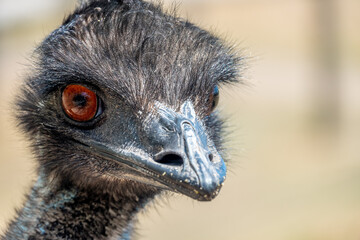 Emu (Dromaius novaehollandiae), the second-tallest living bird after its ratite relative the ostrich. It is endemic to Australia where it is the largest native bird