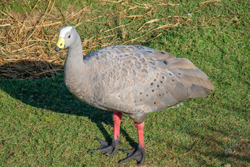 Cape Barren goose (Cereopsis novaehollandiae) resident in southern Australia