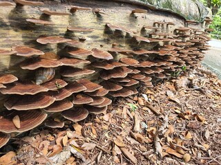 mushrooms on the wood