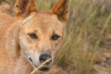 Naklejka na ściany i meble Dingo (Canis familiaris dingo), Alice Springs, Northern Territories, Australia.