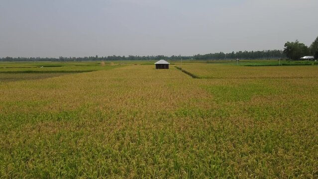 Hut in the rice field, Beautiful landscape high quality video footage, bogura, bangladesh