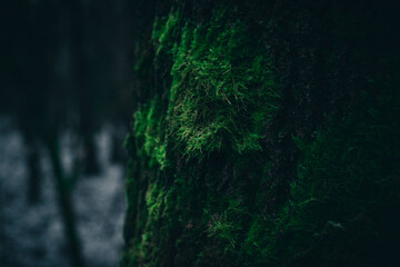 Moss on a tree. Forest nature concept, forest flora.