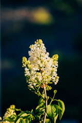yellow flower on a tree