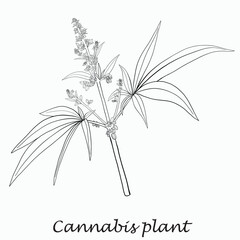 Simplicity cannabis plant freehand drawing flat design.