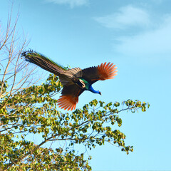 Indian Peacock in flight at Kalesar Wildlife Sanctuary, Haryana, India