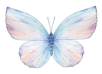 Vibrant hand painted watercolor butterfly illustration. Design for the decoration of postcards, invitations, greeting cards, birthday, souvenirs, weddings.