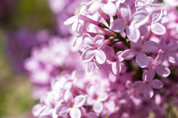 Close-up of a cherry blossom flower 