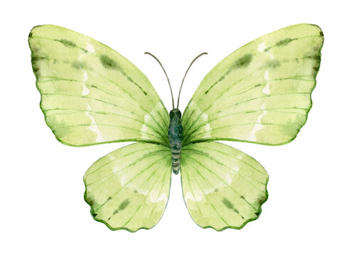Vibrant hand painted watercolor butterfly illustration. Design for the decoration of postcards, invitations, greeting cards, birthday, souvenirs, weddings.