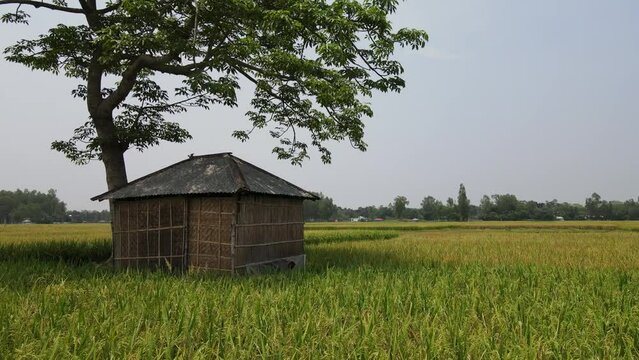 old barn in the rice field, bogura, bangladesh